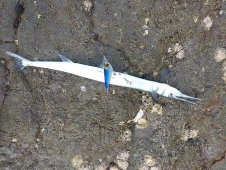 ダツ～！　に始まりヤズ・ネリゴ。